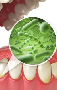oral bacteria